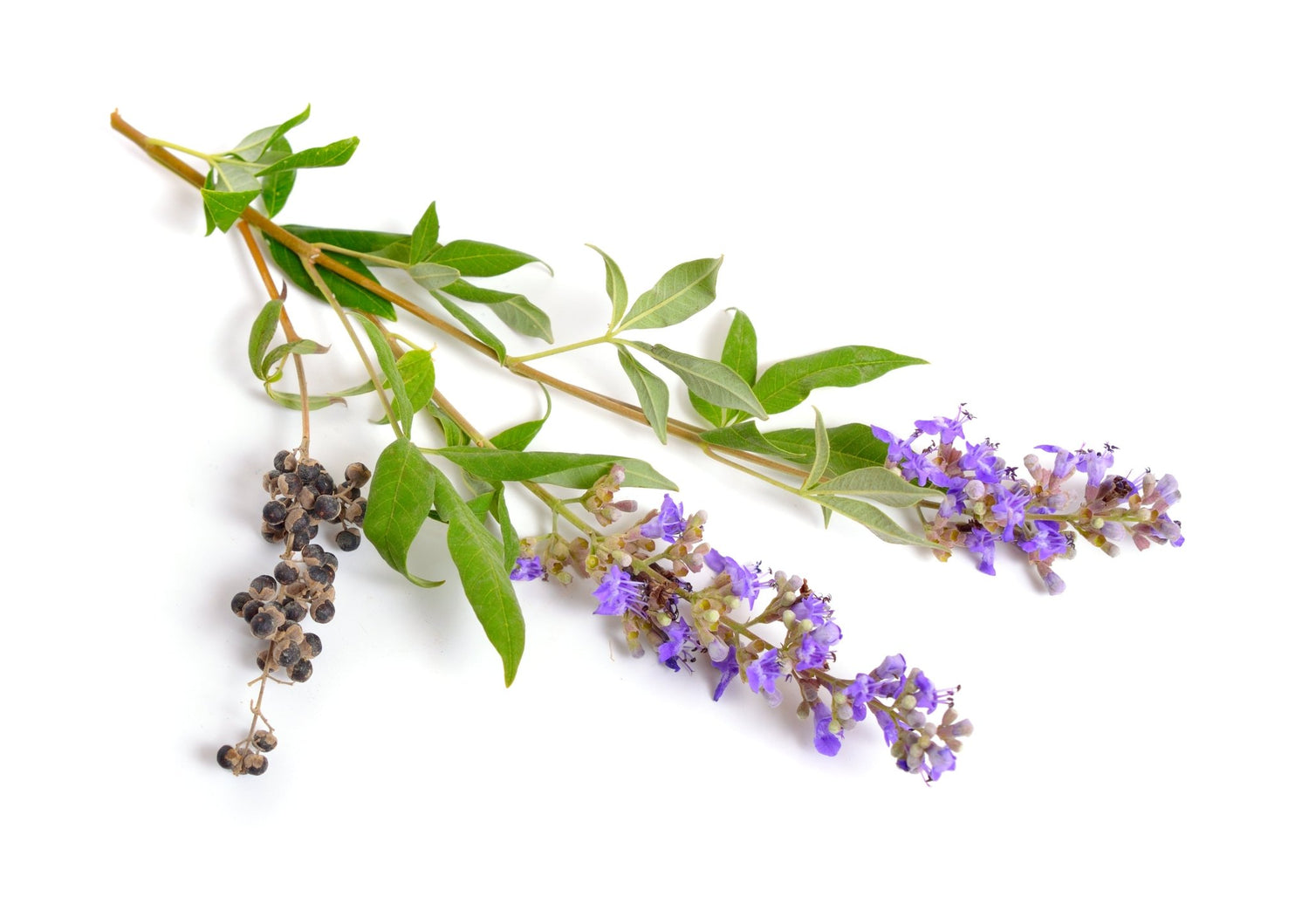 What is Chasteberry? - XO Jacqui