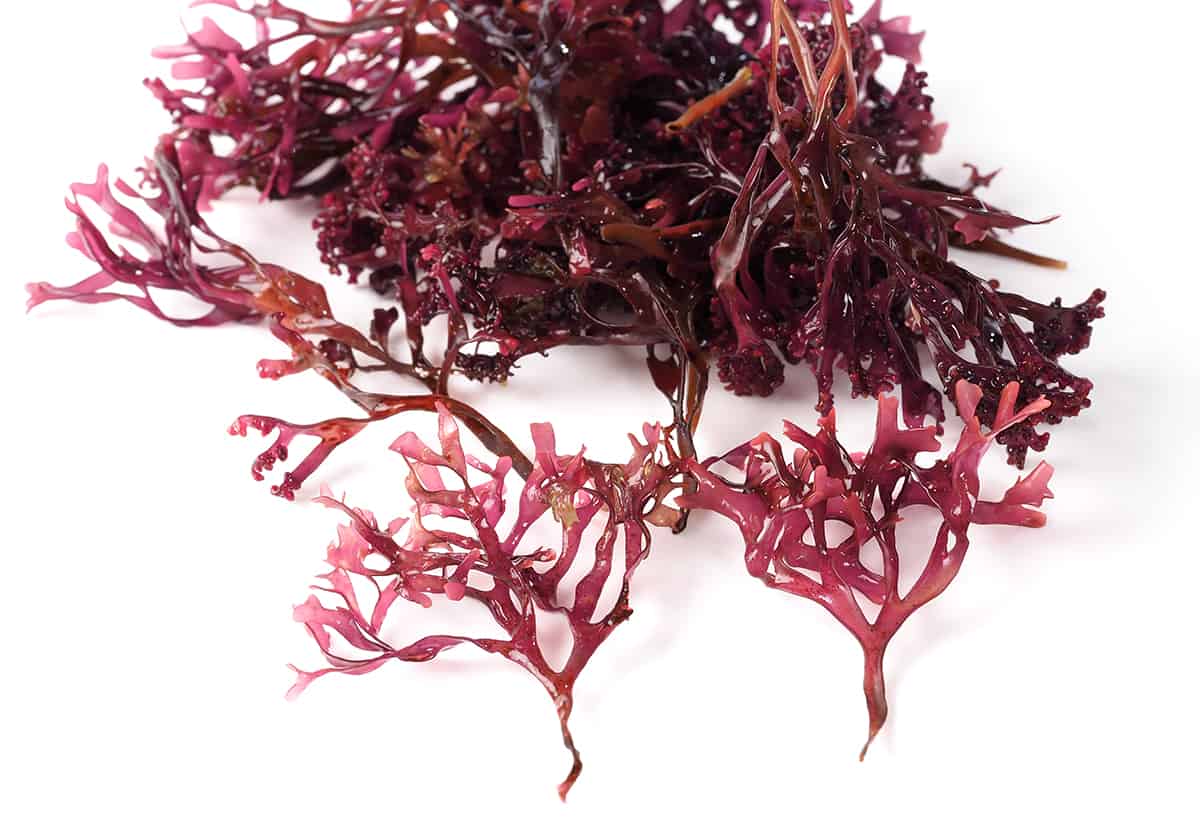 How Sea Moss Can Help with Bloating and Menopause - XO Jacqui
