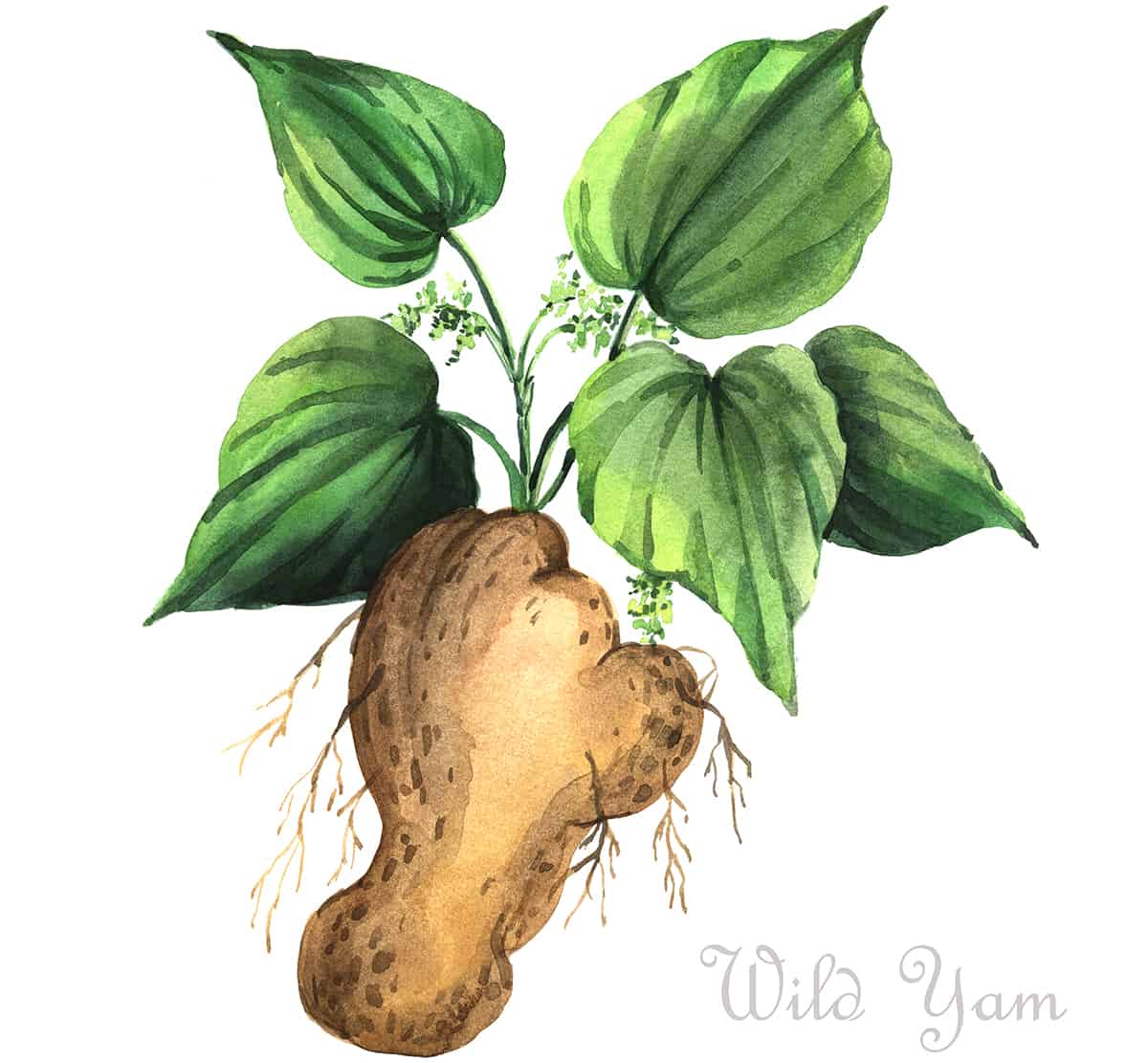 Wild Yam Is Great For Menopause - XO Jacqui